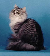 Siberiano